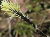 Laîche montagnes (Carex montana)