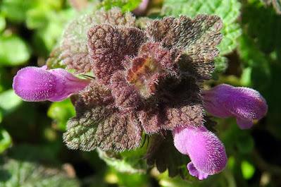 Lamier pourpre (Lamium purpureum)