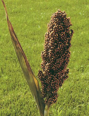 Le sorgho