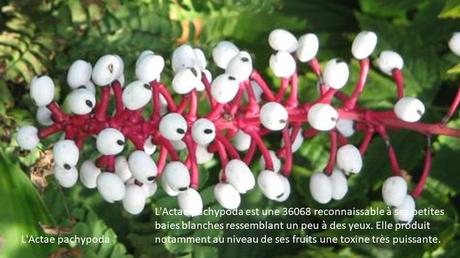 Divers - Fleurs = Danger - 1