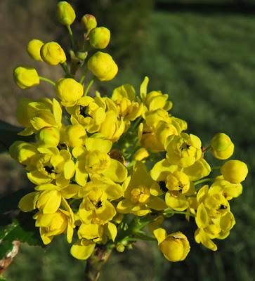 Mahonia faux-Houx (Berberis aquifolium)