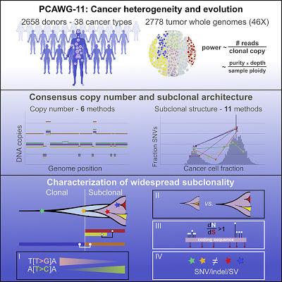 #Cell #cancer #génome #hétérogénéitéintratumorale Caractérisation de l’hétérogénéité intra-tumorale à partir de 2 658 génomes de cancers humains