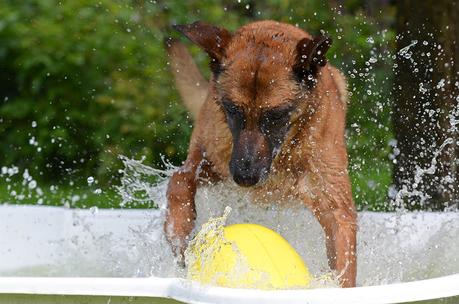 Comment choisir une piscine pour chien ?