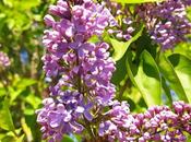 semaine maison Saison