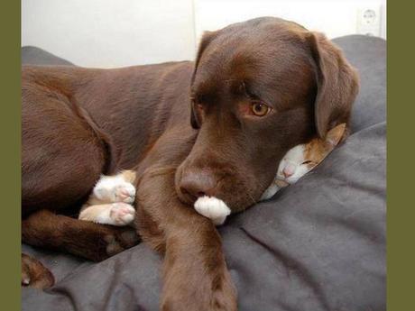 Divers - que de la douceur - 2