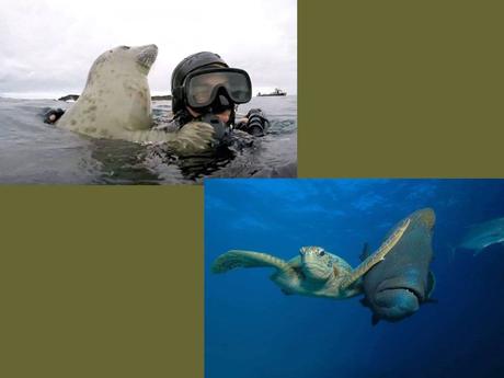 Divers - que de la douceur - 2