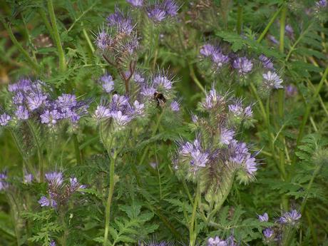 Calendrier lunaire mai juin 2021