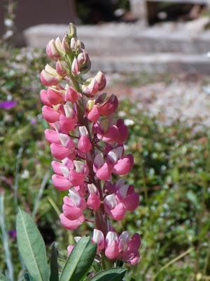 Calendrier lunaire mai juin 2021