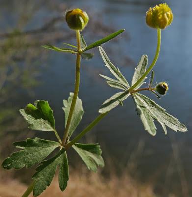 Renoncule tête d'or (Ranunculus auricomus)