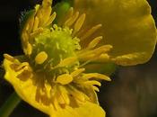 Renoncule tête d'or (Ranunculus auricomus)