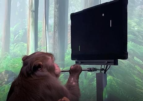 Neuralink d’Elon Musk publie une vidéo d’un singe jouant au Pong avec son esprit