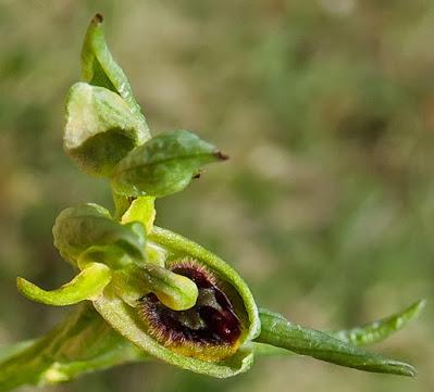 Gelé avant de fleurir : ophrys litigieux