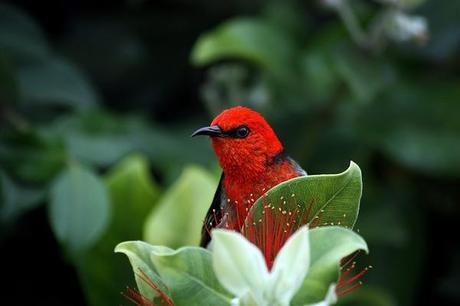 oiseau rouge dans un arbre