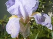 LASSE JARDIN, surtout moment, mais faut surveiller température nuit