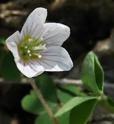 Oxalis des bois (Oxalis acetosella) Oxalis des bois (Oxalis acetosella)