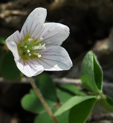 Oxalis des bois (Oxalis acetosella)