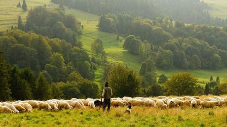 Moutons, Agriculteur, Berger, Agriculture, L'Élevage