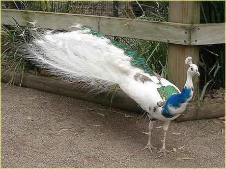 Divers - Superbe défilé de mode .....1