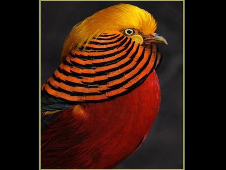 Divers - Superbe défilé de mode .....1