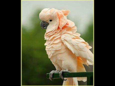 Divers - Superbe défilé de mode .....1