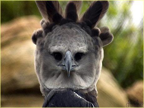 Divers - Superbe défilé de mode .....1