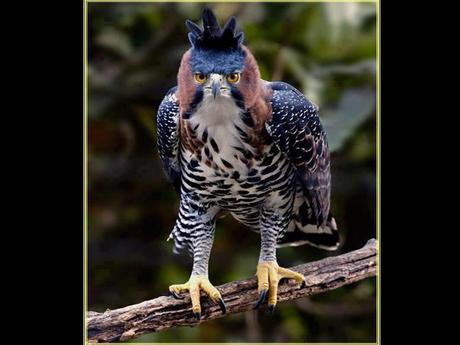 Divers - Superbe défilé de mode .....1