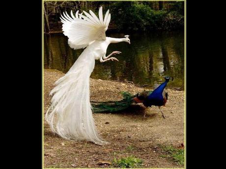 Divers - Superbe défilé de mode .....1