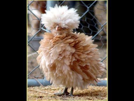 Divers - Superbe défilé de mode .....1