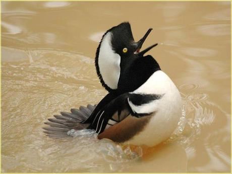 Divers - Superbe défilé de mode .....1