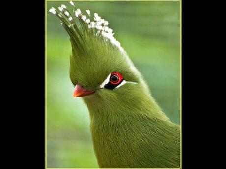 Divers - Superbe défilé de mode .....1