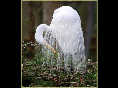 Divers - Superbe défilé de mode .....1