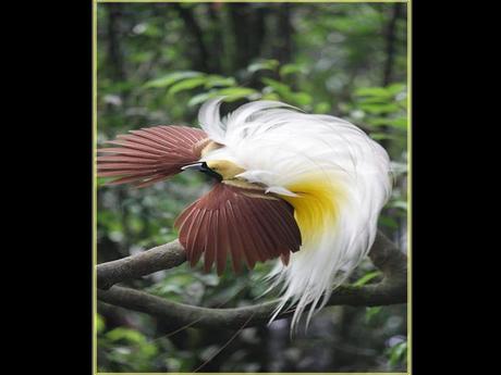 Divers - Superbe défilé de mode .....1