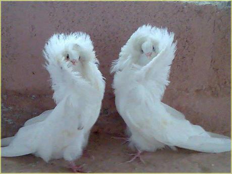 Divers - Superbe défilé de mode .....1