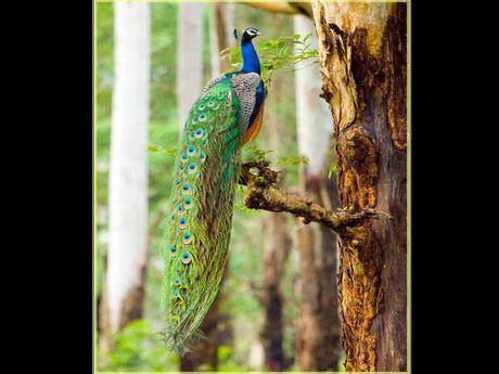 Divers - Superbe défilé de mode .....1