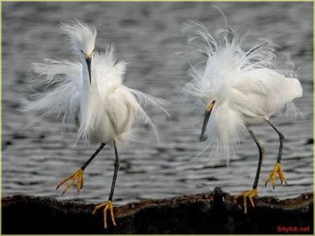 Divers - Superbe défilé de mode .....1