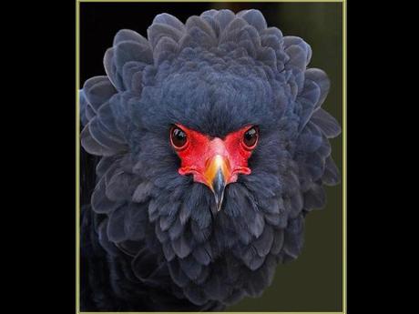 Divers - Superbe défilé de mode .....1