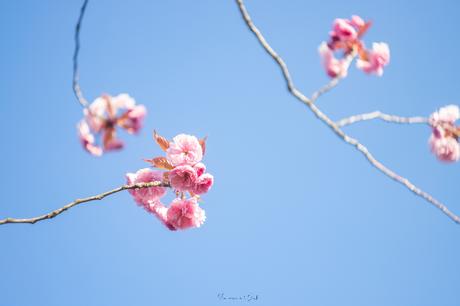 Fleurs de cerisiers