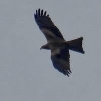 Les milans au-dessus du jardin