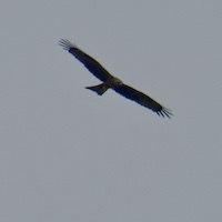 Les milans au-dessus du jardin