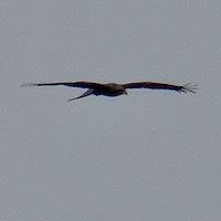 Les milans au-dessus du jardin