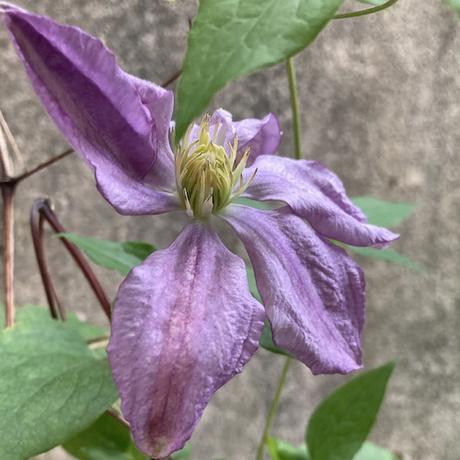 La clématite, quoiqu’il arrive