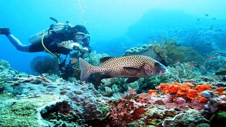 Divers - La beauté des Océans - 1