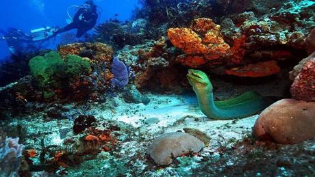 Divers - La beauté des Océans - 1