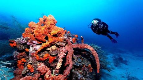 Divers - La beauté des Océans - 1