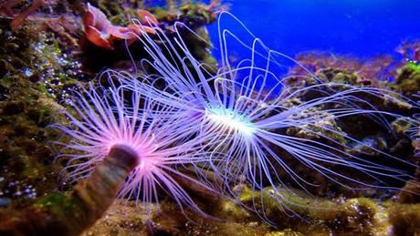 Divers - La beauté des Océans - 1