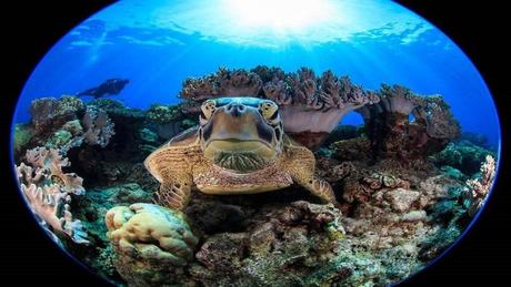 Divers - La beauté des Océans - 1