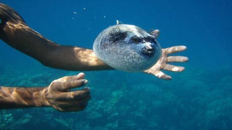 Divers - La beauté des Océans - 1
