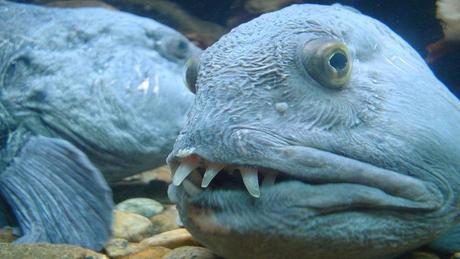 Divers - La beauté des Océans - 1