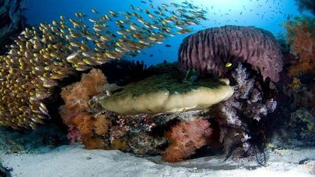 Divers - La beauté des Océans - 1