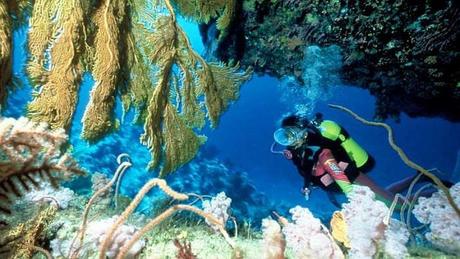 Divers - La beauté des Océans - 1